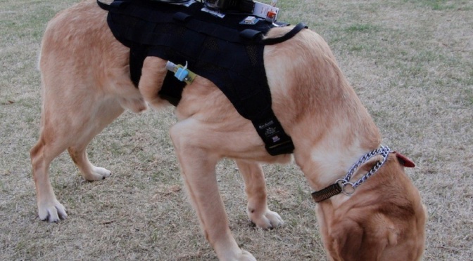 New Device Allows Further Communication Between Humans and Dogs